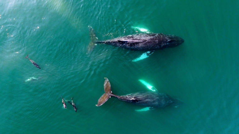 Whales and dolphins in the Bay of Fundy