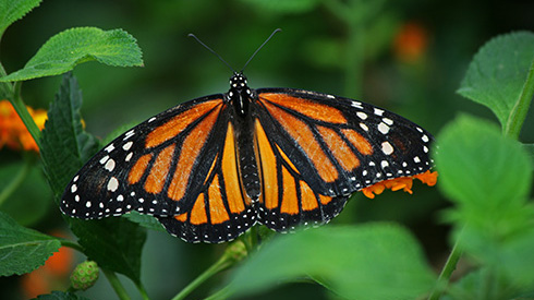Orange butterfly on a plant in Costa Rica