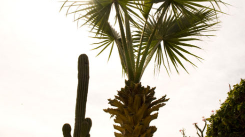 Los Cabos