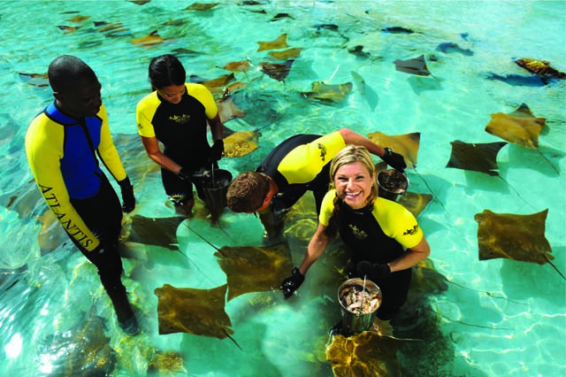 Stingray experience