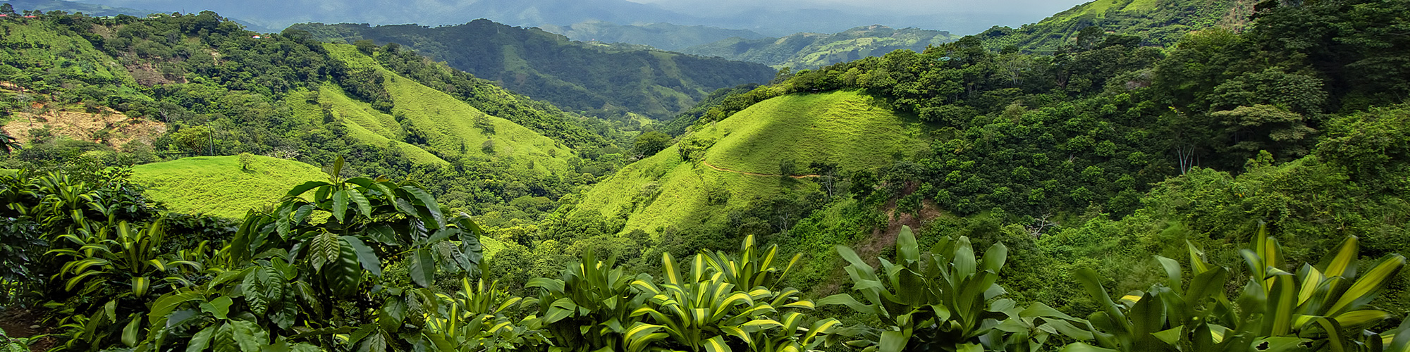 Colourful flowers blooming and mountains in San Jose, Costa Rica